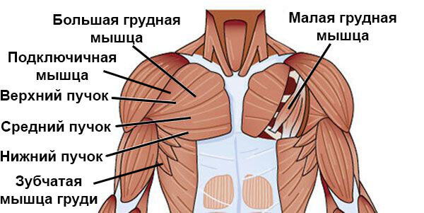 2. Мышцы грудной клетки