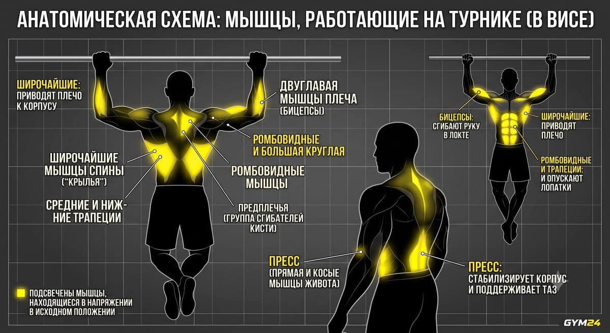 Какие мышцы работают при подтягивании на турнике