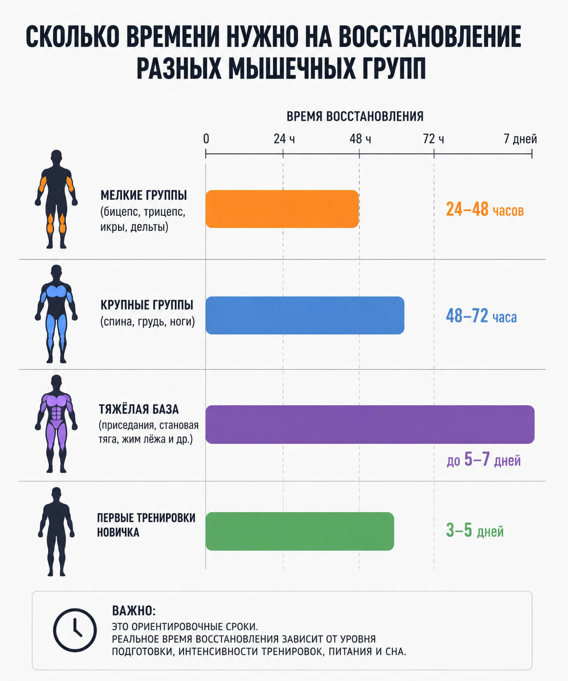 Сколько времени восстанавливаются мышцы после тренировки по группам