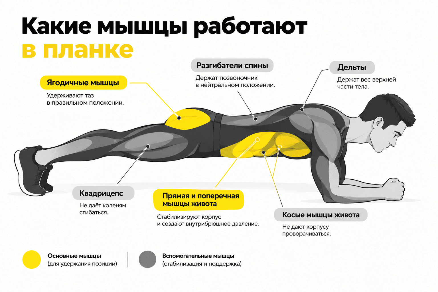 Какие мышцы работают в планке: схема с подсветкой групп