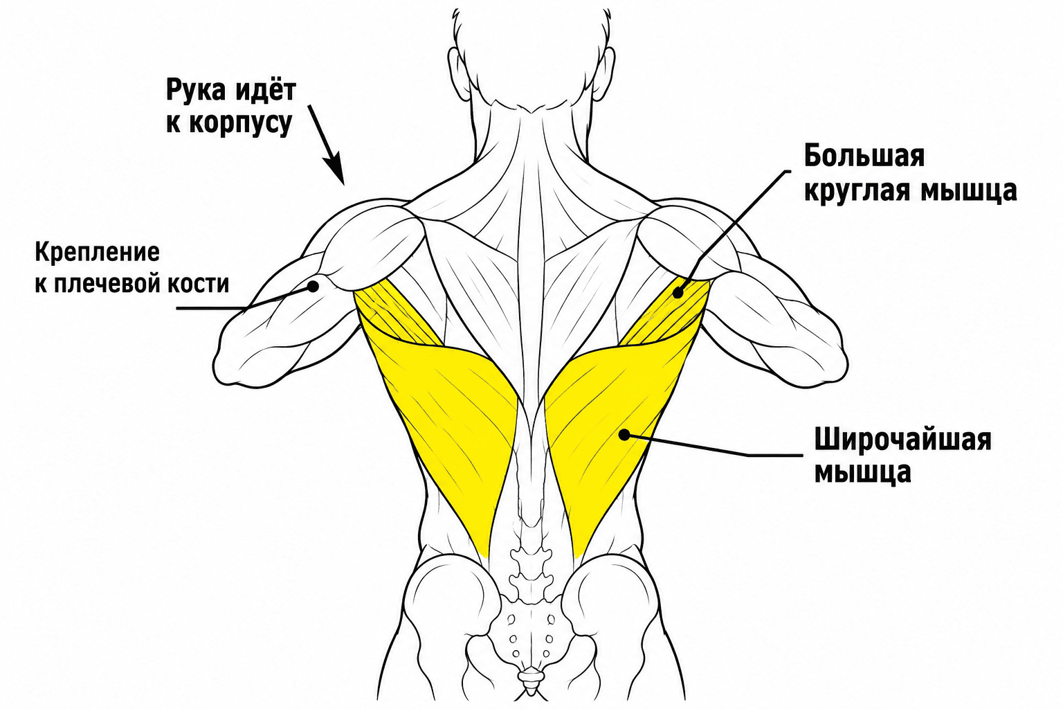 Схема расположения широчайших мышц спины и большой круглой мышцы