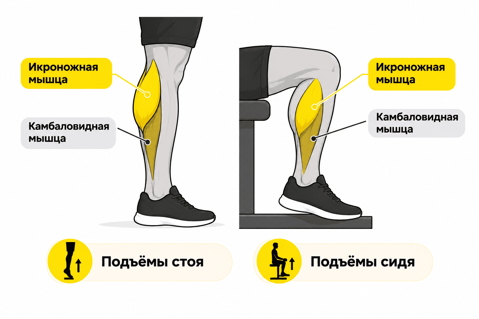 Икроножная и камбаловидная мышцы голени: схема и положение колена