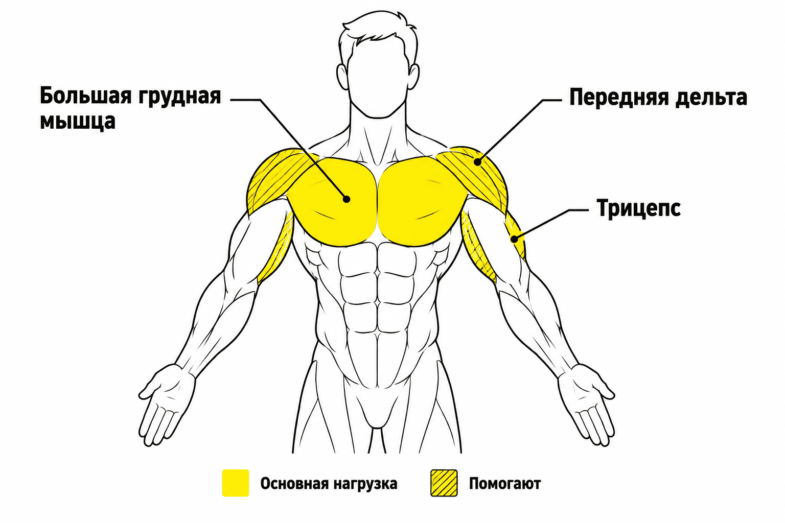 Какие мышцы работают в жиме лёжа: грудные, передние дельты и трицепс